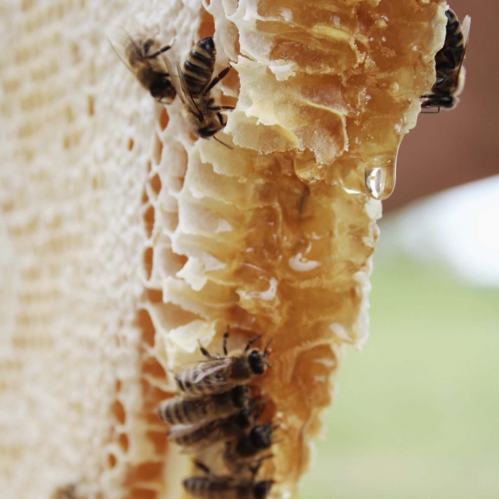honeycomb1 (1)